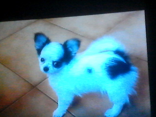 Magnifique chiot chichuahua