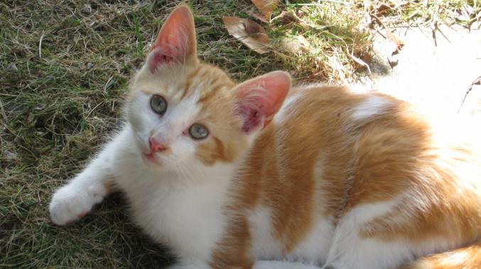 Chatons contre bons soins