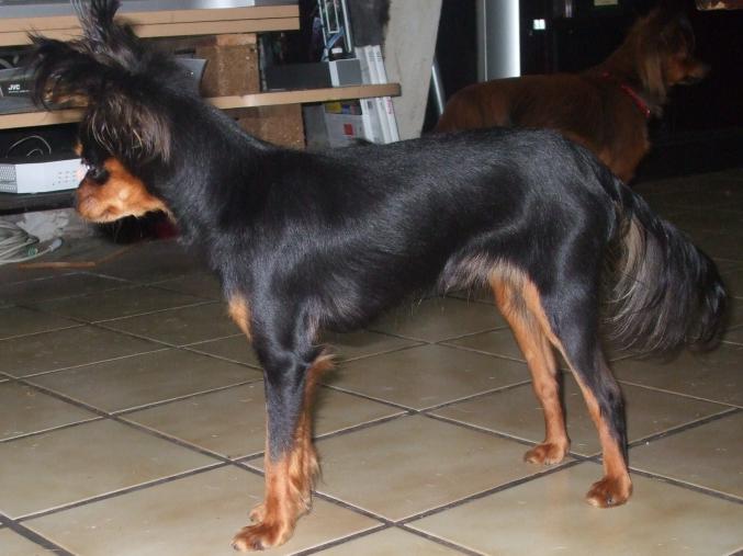 Mâle Russkiy toy LOF