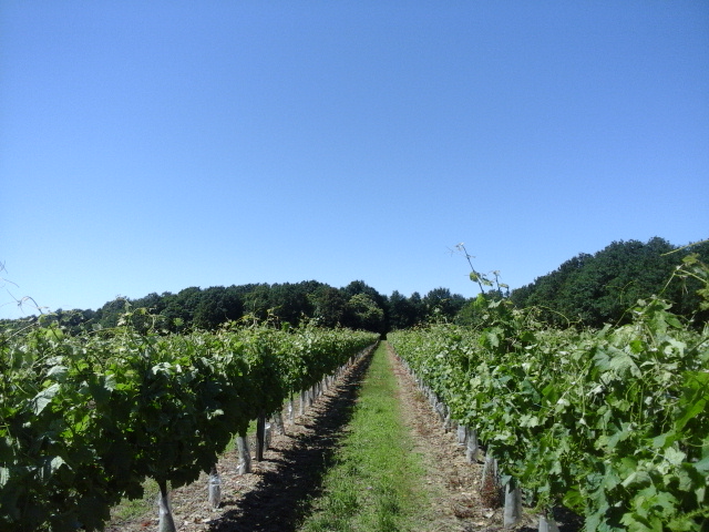 Vend vignoble cause santé