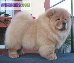 Chiots chow chow lof   a reserver