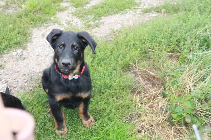 3 chiots Berger de beauce disponibles