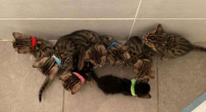 Chatons bengal à réserver