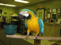   adorable perroquet male type ara