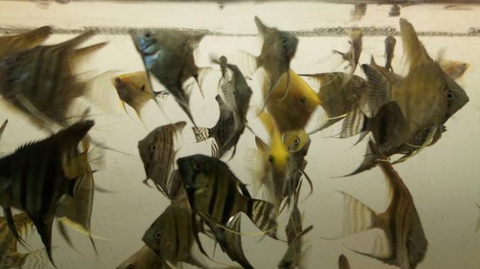 Scalaire toute taille 