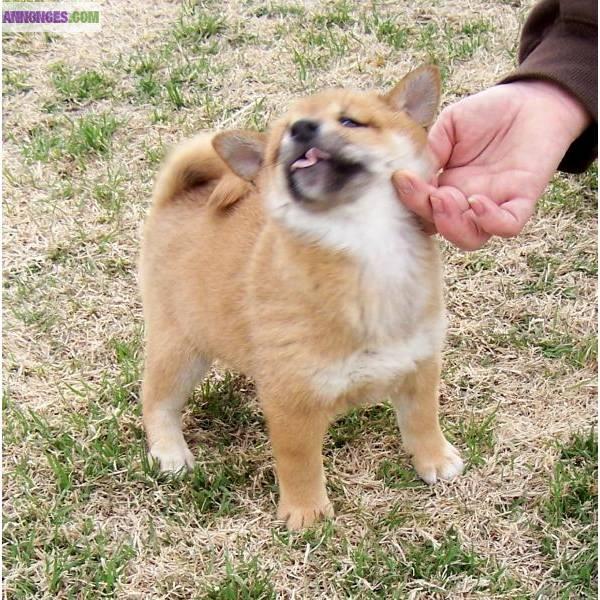Chiots de type shiba inu a adopter