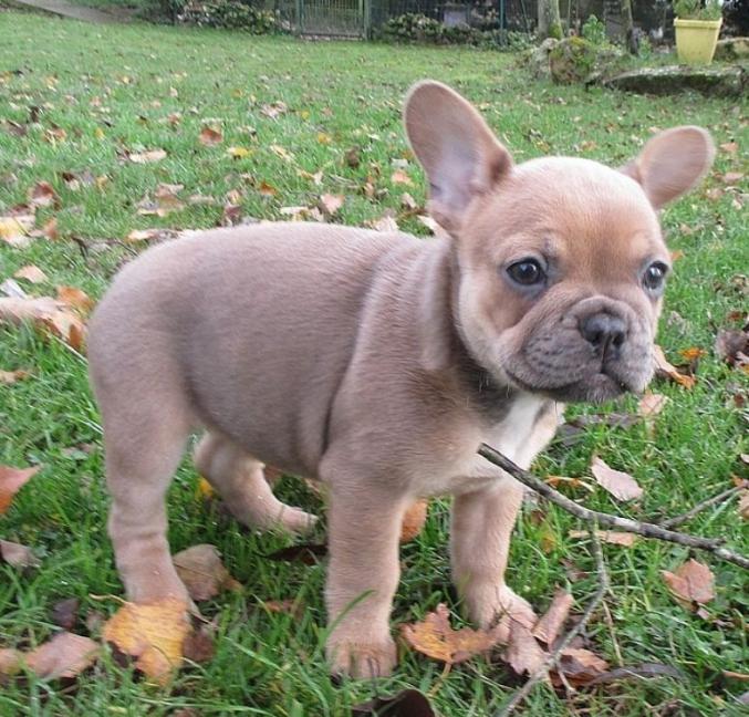 A donner chiot bouledogue français femelle