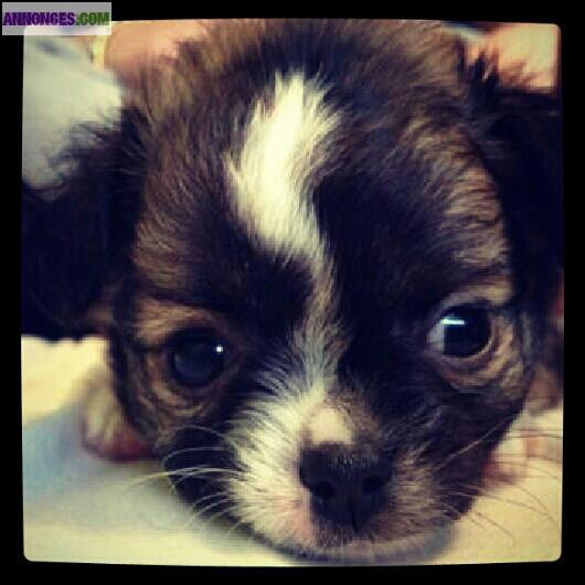 Chiot type chihuahua