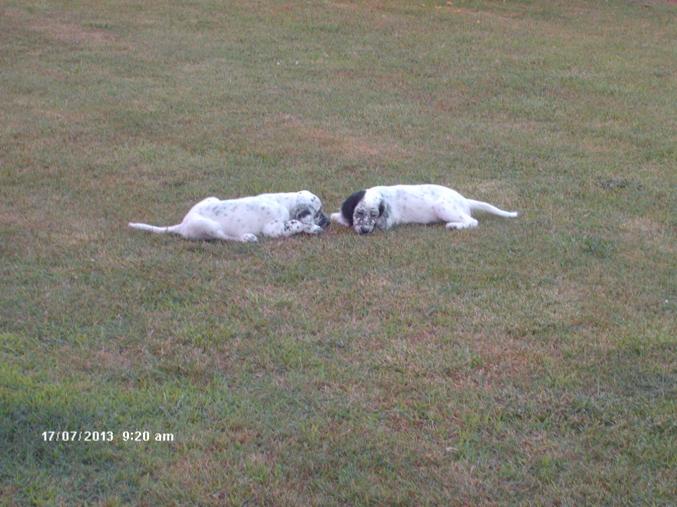 Chiots setter anglais