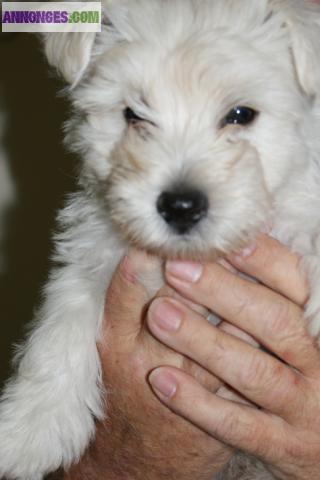 Superbes chiots de type westie (non L.O.F).
