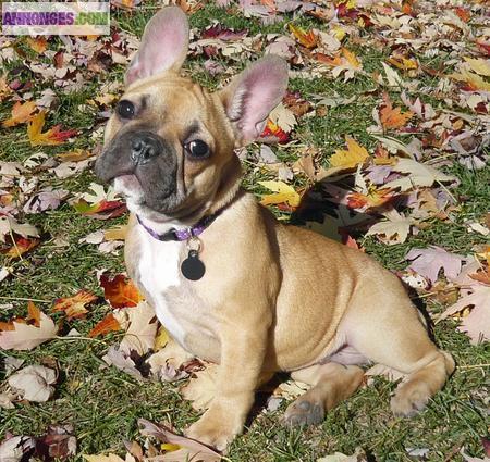 Chiots de type bouledogue français