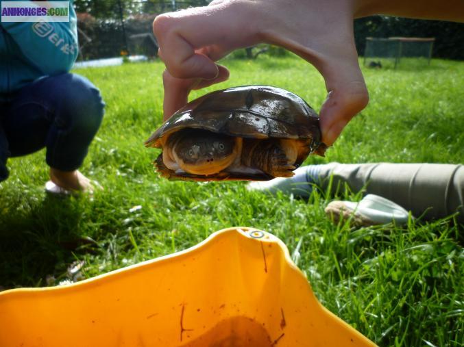 Vends jolie tortue d'eau