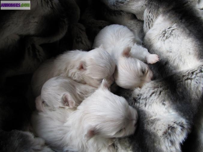 Chiots type bichon maltais