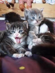 Chatons Norvégien LOOF