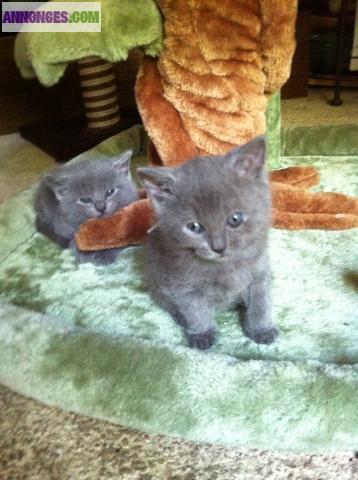 Chatons type Chartreux