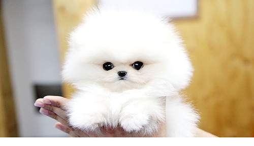 Toutou Poméranie disponibles pour adoption