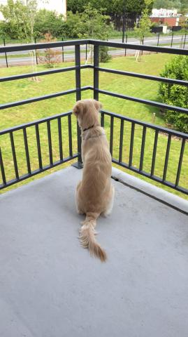 Je garde vos animaux