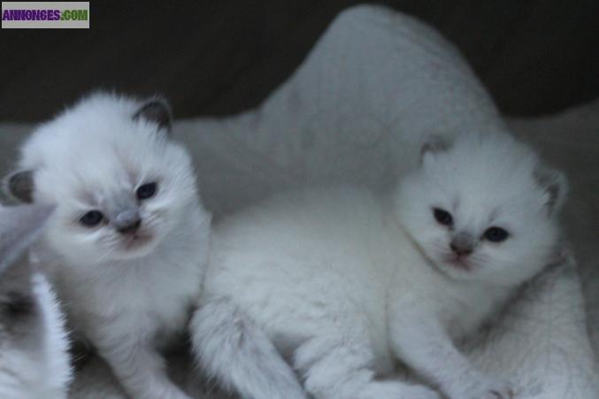 CHATON BRITISH LONGHAIR COLOR POINT – TRÈS TYPÉ