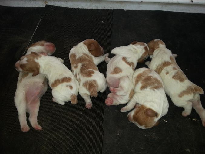 DES PLATEAUX DE LAYABANER CHIOT LOF