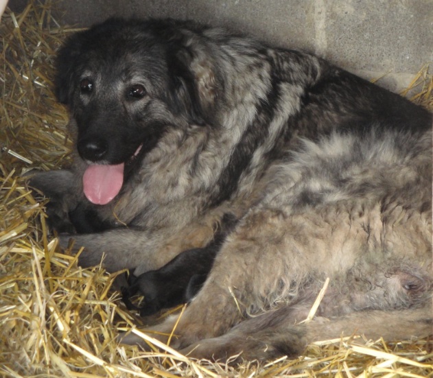 Réservations chien de garde berger yougoslave