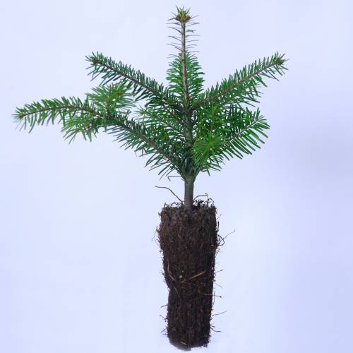 Plants de sapins nordman 20/25 en godet par 40 = 65 euros