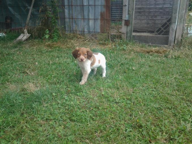 Chiots croisé fox épagneul