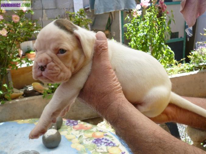 CHIOT BOXER BLANC