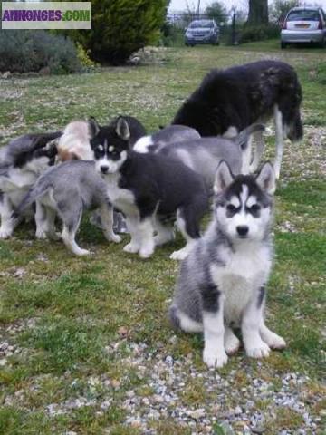 Chiots husky sibérien