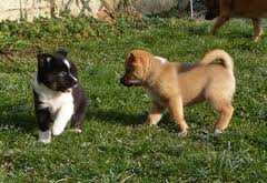 Chiots de type berger d,islande non lof