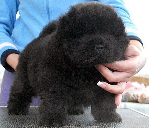 Chiots de Chow Chow
