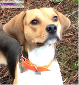 Saillie type beagle