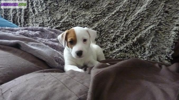 Jacks russels terriers