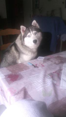 Garde d enfants ou animaux