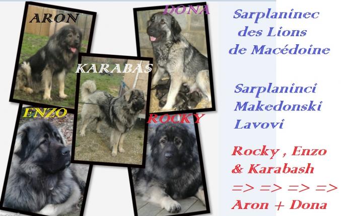 1 male et 2 femelles berger yougoslave DISPONIBLE