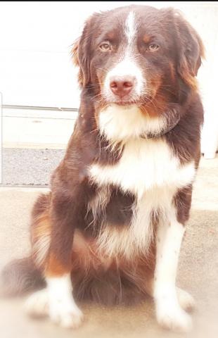 CHIEN DE TYPE MINI BERGER AUSTALIEN