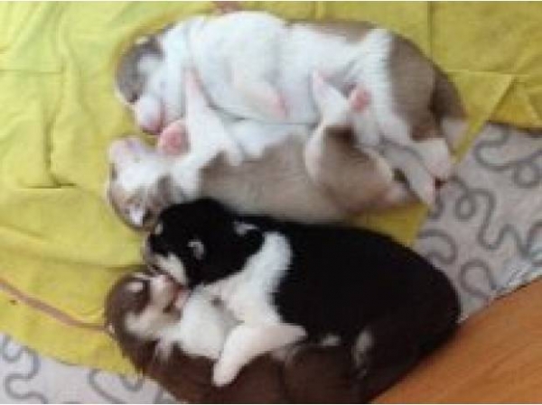 A réserver Chiots type Husky de siberien