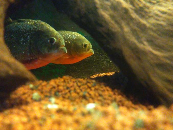 Piranhas Pygocentrus nattereri