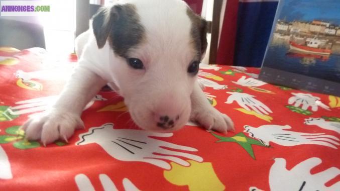 Jacks russels terriers