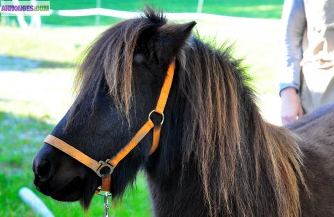 PRILLY - Atelier "Approche du Cheval" enfants jusqu'à 10 ans