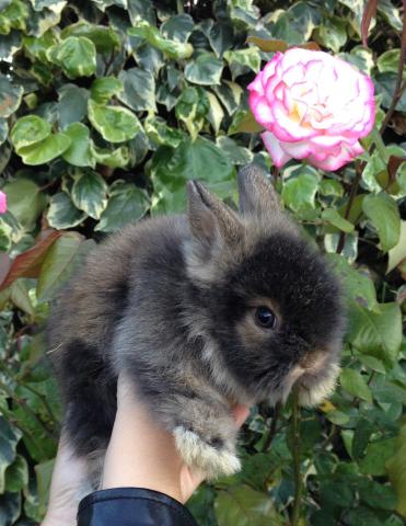 Bébés lapins nains angora peckin teddy
