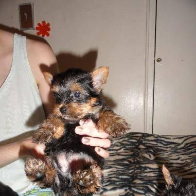 Chiots yorkshire disponible