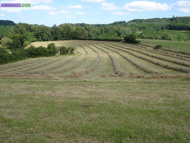 Fourrage de prairie nat