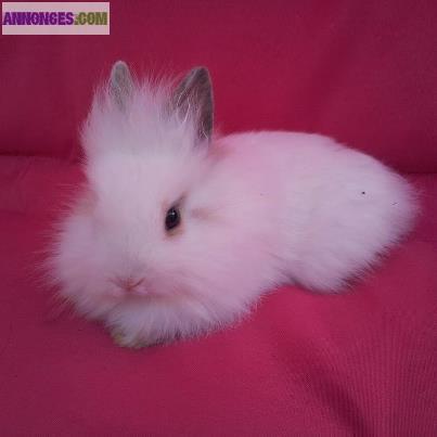 Lapin tete de lion angora
