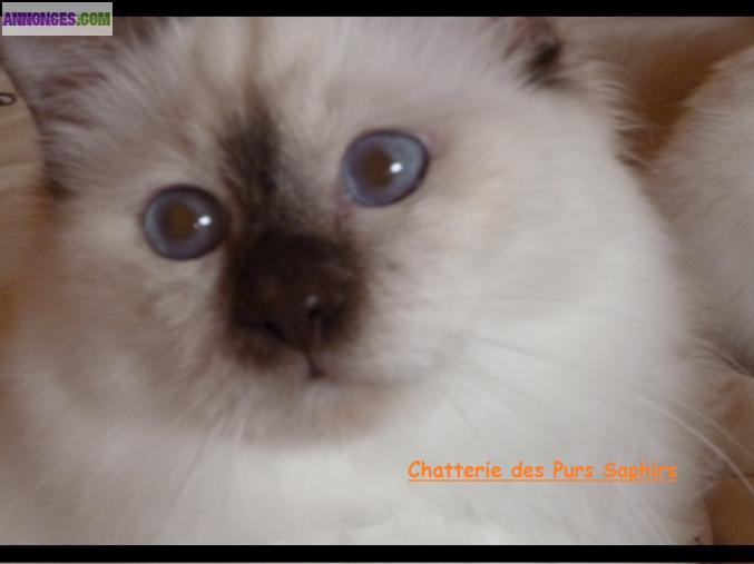 Chatons Sacré de Birmanie LOOF