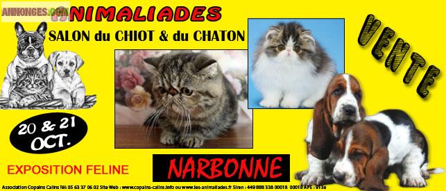Salont du chiot t du chaton narbonne