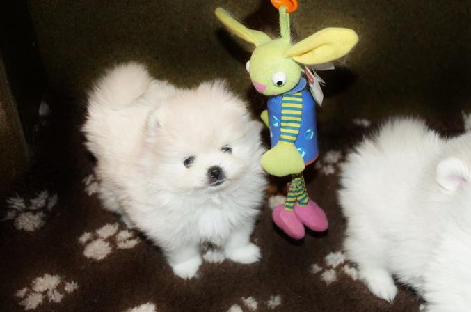 Spitz nain LOF disponible pour adoption