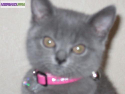A reserver: 2 Adorables Chaton type Chartreux.
