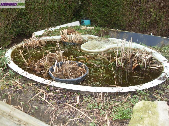 Basin avec plusieurs plantes ( iris )