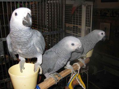 Sains parler perroquets gris d'Afrique prêt