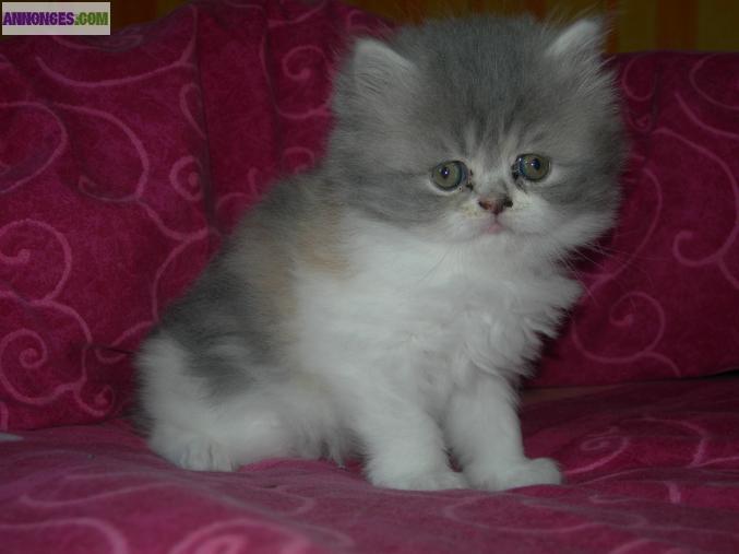 Chatons persans non loof